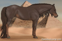 Horse Color:Liver Chestnut Rabicano