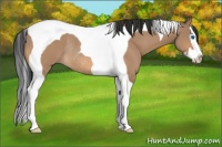 Horse Color:Bay Dun Splash Tobiano Rabicano