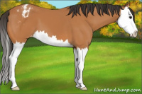 Horse Color:Bay Splash Appaloosa