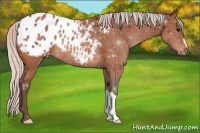 Horse Color:Silver Bay Appaloosa Rabicano