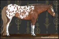 Horse Color:White Spotted Liver Chestnut Appaloosa Rabicano 