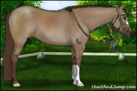 Horse Color:Liver Red Dun 