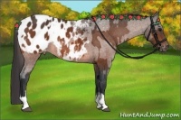 Horse Color:Bay Appaloosa  and Bay Appaloosa 