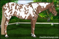 Horse Color:White Spotted Chestnut Appaloosa