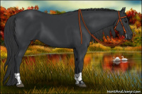 Horse Color:Black  and Black 