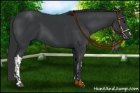 Horse Color:Black  and Black 