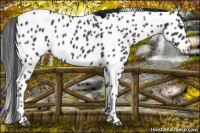 Horse Color:Black Appaloosa 
