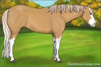 Horse Color:Palomino Splash 