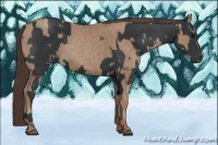 Horse Color:Black  and Classic Champagne 