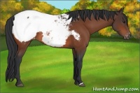 Horse Color:Bay Appaloosa