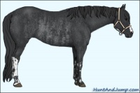 Horse Color:Black  and Black Rabicano 