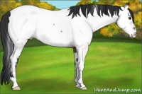 Horse Color:Brown Appaloosa 