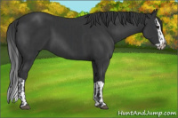 Horse Color:Black  and Black Splash 