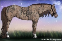 Horse Color:Black  and Classic Champagne 