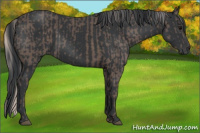 Horse Color:Silver Black and Black