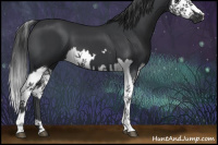 Horse Color:Black  and Black Splash 