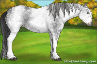 Horse Color:Gray White Spotted Smoky Black Ice