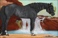 Horse Color:Black and Black Rabicano