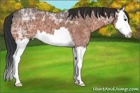 Horse Color:Bay Ice Splash 