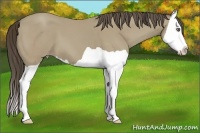 Horse Color:Classic Cream Champagne Splash
