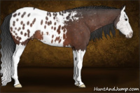 Horse Color:Brown Sabino Splash Appaloosa 