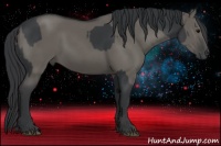 Horse Color:Black  and Grullo 