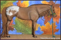 Horse Color:Chestnut Appaloosa 
