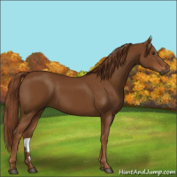 Horse Color:Gray Chestnut