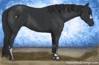 Horse Color:Black  and Black 
