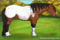 Horse Color:Gray Bay Snowcap 