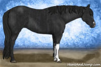 Horse Color:Black  and Gray Black 