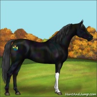 Horse Color:Midnight Black 