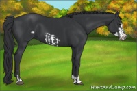 Horse Color:Black  and Black Frame 