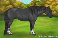 Horse Color:Blue Roan  and Blue Roan 