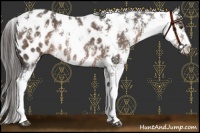 Horse Color:Liver Chestnut Sabino Appaloosa Rabicano