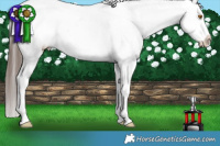 Horse Color:Black Tobiano Appaloosa