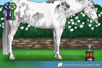 Horse Color:Black Tobiano Appaloosa 