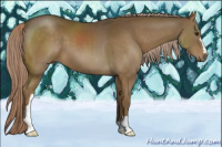 Horse Color:Chocolate Palomino 
