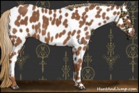 Horse Color:Chestnut Appaloosa