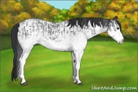 Horse Color:White Spotted Blue Roan Rabicano  and White Spotted Blue Roan Rabicano 