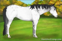 Horse Color:White Spotted Black Appaloosa Rabicano 