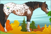 Horse Color:Bay Appaloosa 