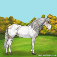 Horse Color:White Spotted Silver Brown Dun Appaloosa 