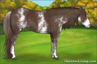 Horse Color:White Spotted Liver Chestnut Sabino 