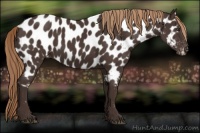 Horse Color:Liver Chestnut Appaloosa