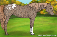 Horse Color:Chestnut Ice Appaloosa 