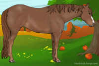 Horse Color:Chestnut 