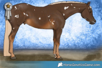 Horse Color:White Spotted Chocolate Palomino 