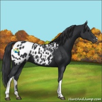 Horse Color:Black Near Leopard 