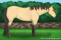 Horse Color:Buckskin Roan 